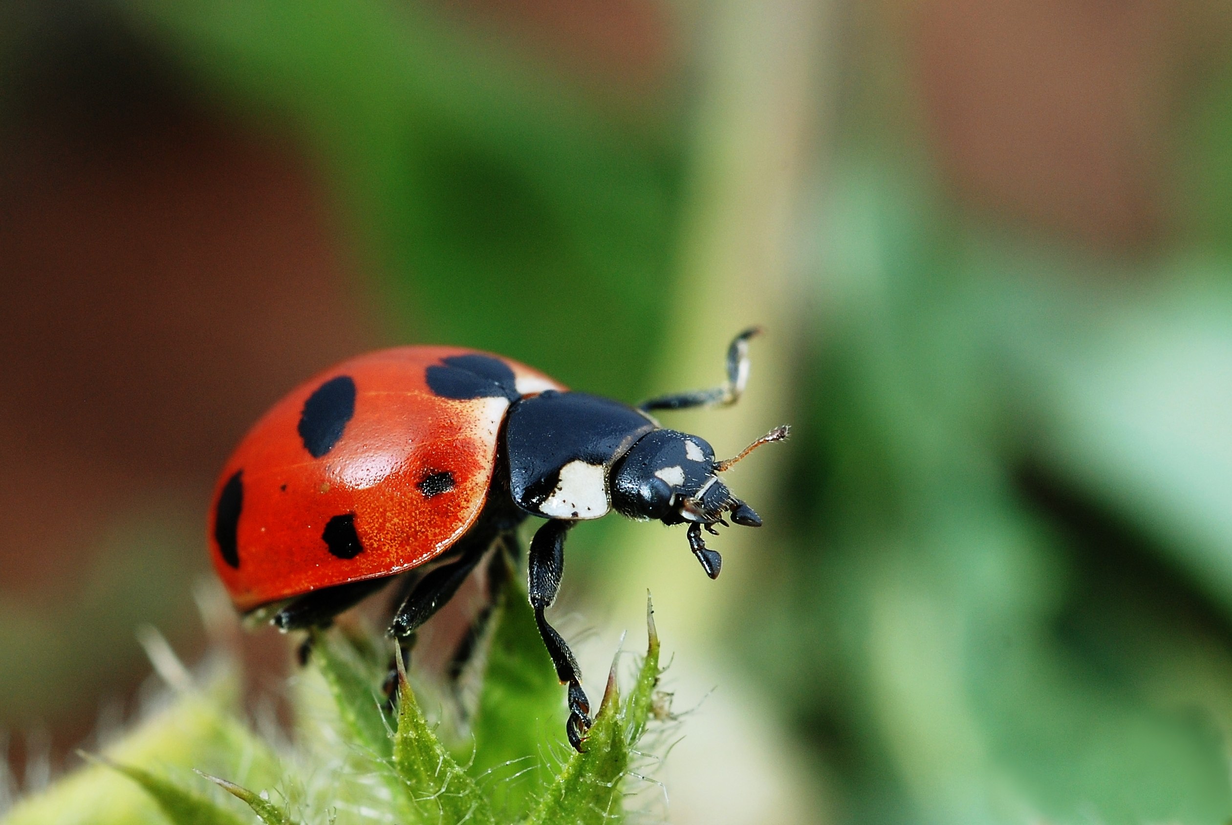 Lady Beetles - John P. Roche